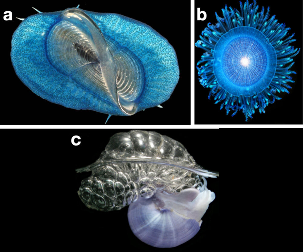 a) парусница; b) порпита; c) ломкая янтинаИзображение: © Denis Riek / Chong et al / High concentrations of floating neustonic life in the plastic-rich North Pacific Garbage Patch / PLOS / CC BY 4.0