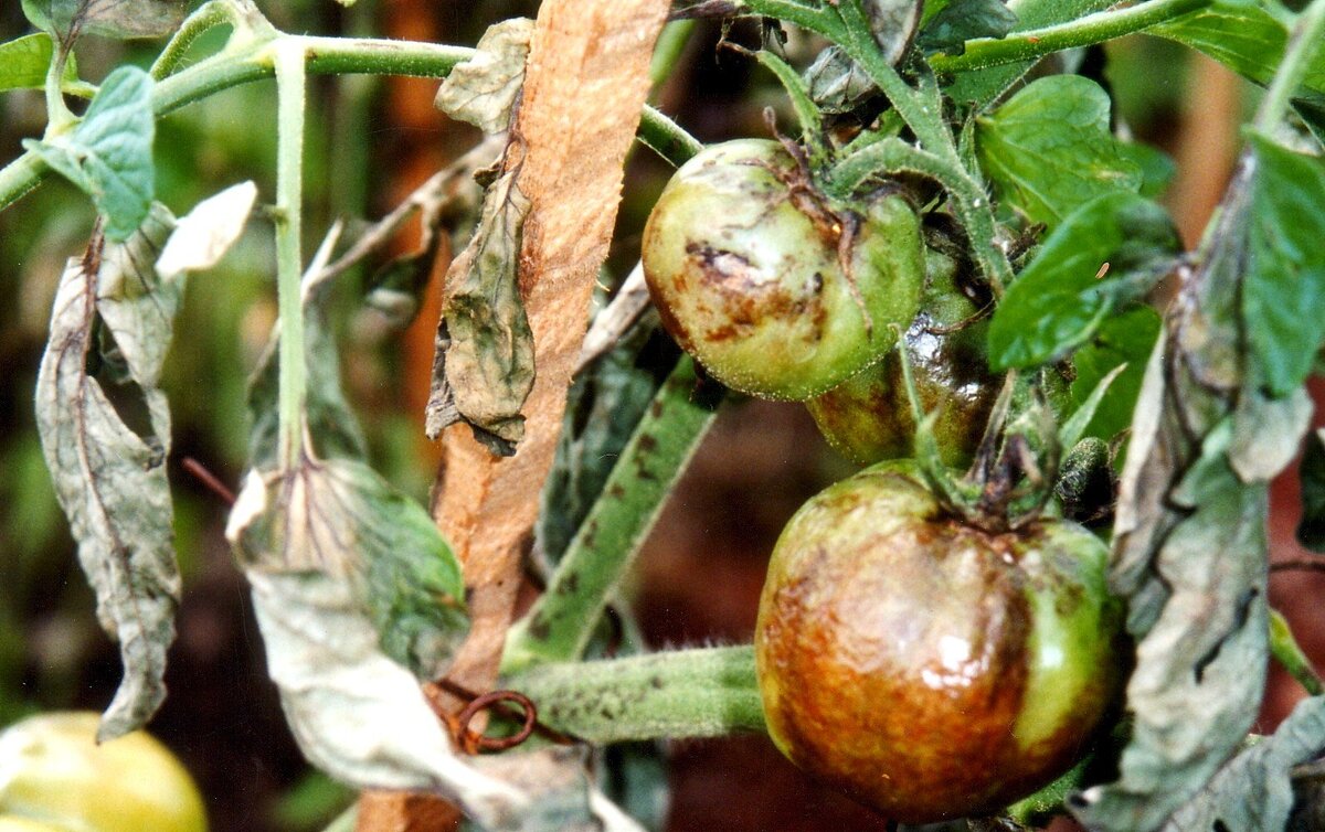 Phytophthora infestans Tomato