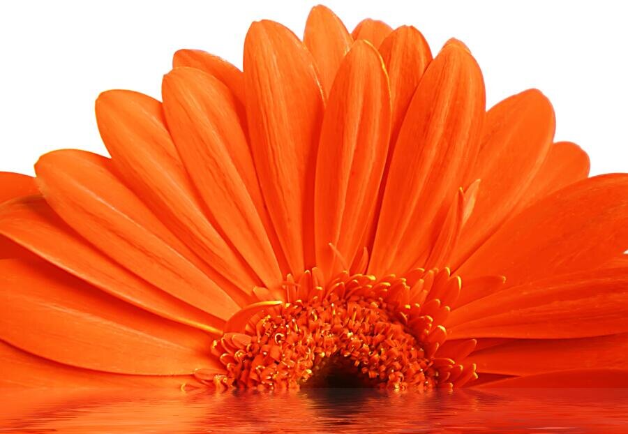    Бывают ли цветы-великаны? Фантазия Фото: Depositphotos