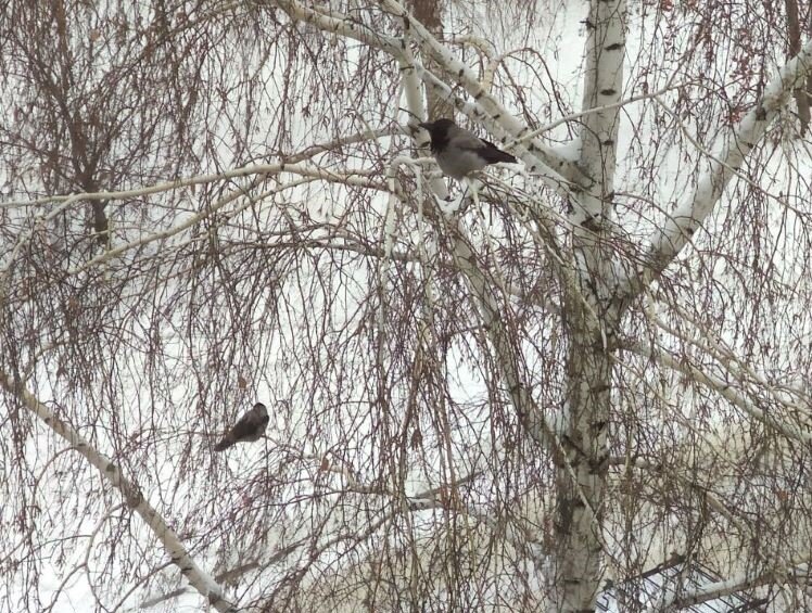 Вороны не договорятся никак. Фото автора