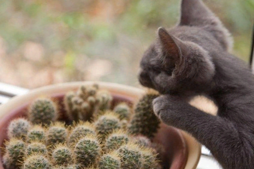 Кошка ест кактус. Кот кактус. Кот кактус. Kaktus кошка est. Кот ест цветы.