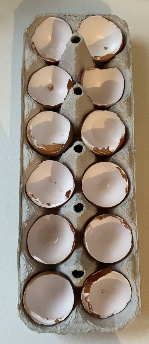 Подготовила основу для выращивания микрозелени. Личное фото