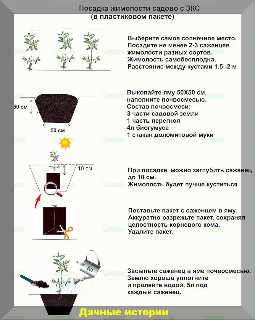 Основы посадки жимолости: пошаговое руководство