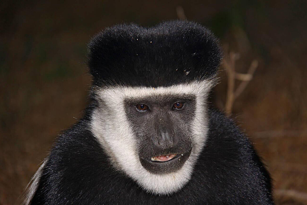 Как живут колобусы: 7 интересных фактов о необычных обезьянах | Приключения  натуралиста | Дзен