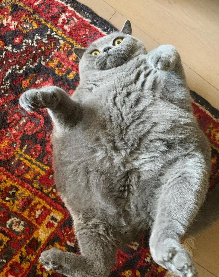 Круглый кот. Кругленький котик. Круглый толстый кот. Котики с круглой головой