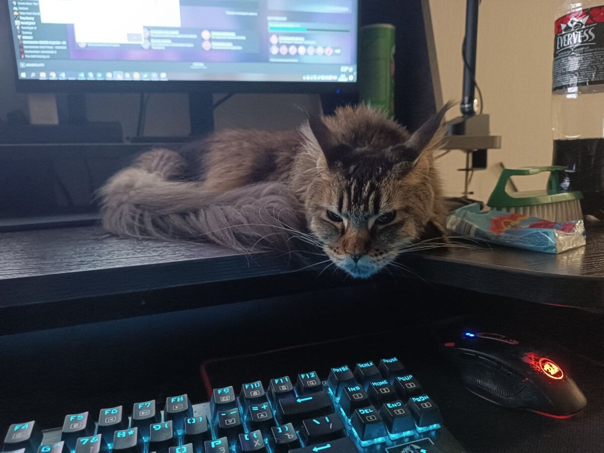 Хвост — всем хвостам хвост!