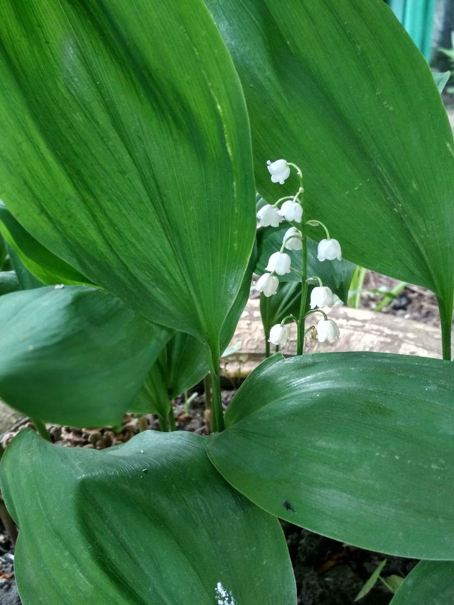 Фото из архива Svetlanka_Don. Ландыши