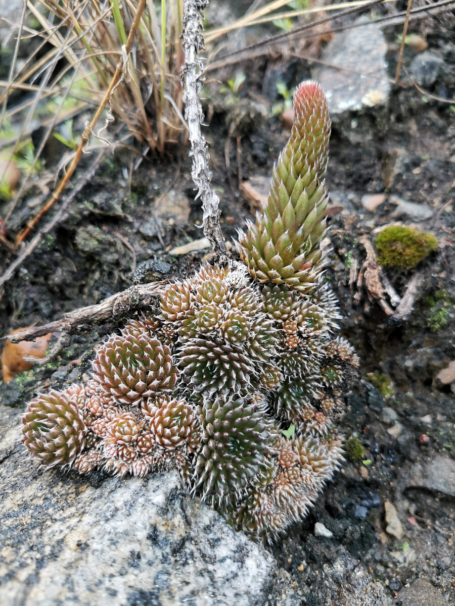 Семейка молодил