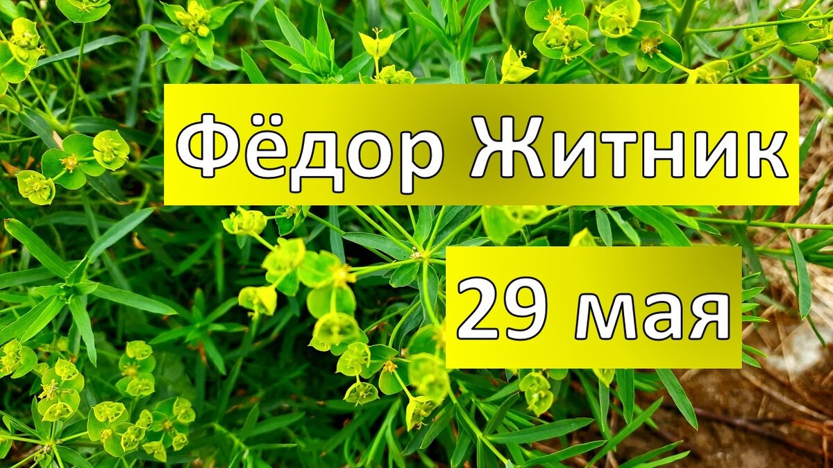 29 мая Фёдор Житник. приметы и поверья