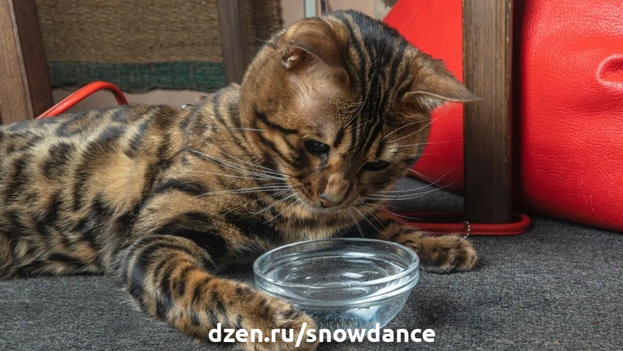 Кошка не пьёт воду. Стоит ли беспокоиться? - Ветеринарная клиника TerraVet