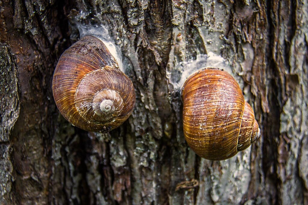 улитка на дереве. улитка на дереве. улитка зимой. улитки впадают в спячку. улитка ампулярия зарывается в грунт.