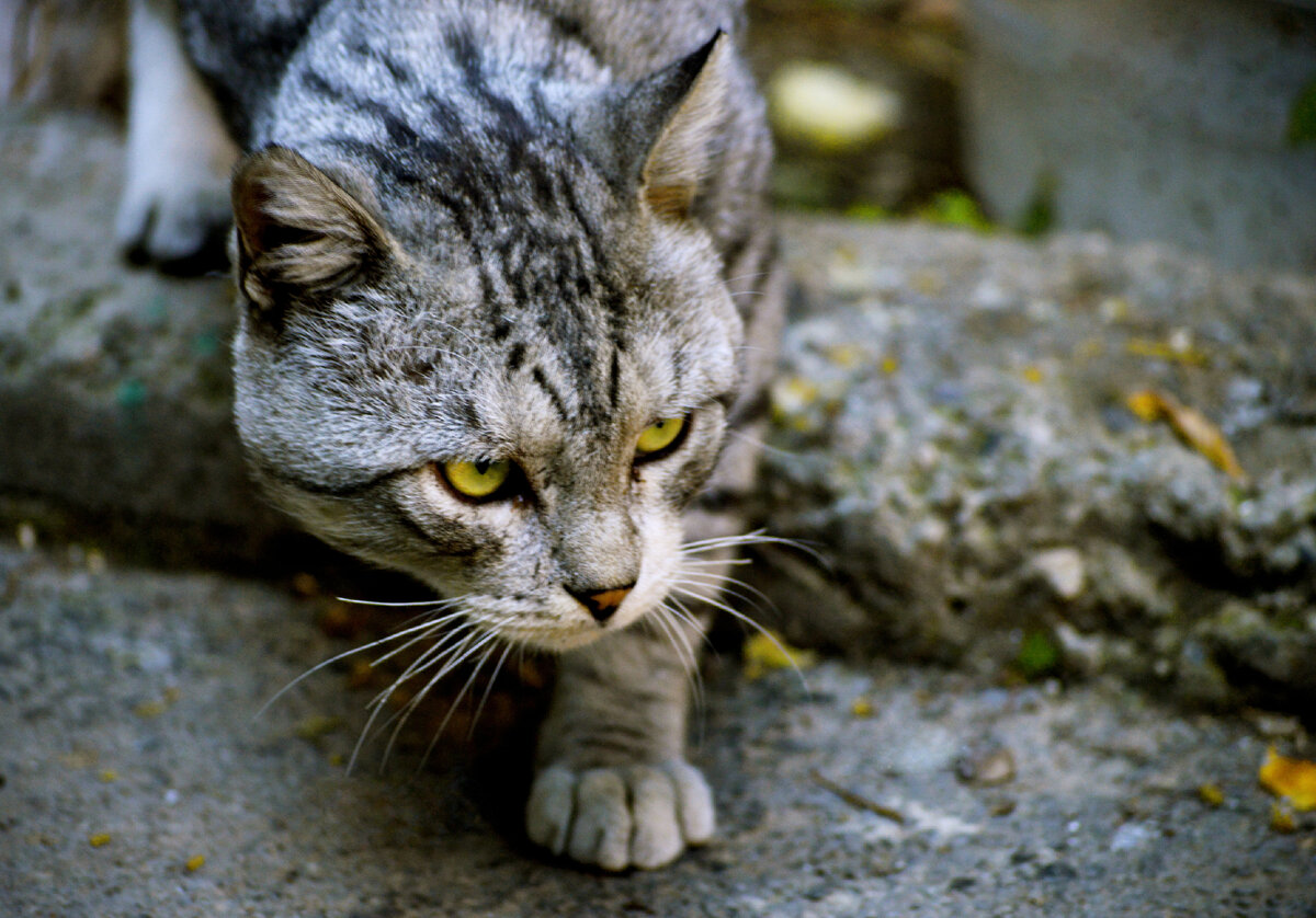 https://ru.freepik.com/free-photo/closeup-shot-of-a-stray-homeless-cat-with-a-determined-cute-face-in-yerevan-armenia_10944814.htm