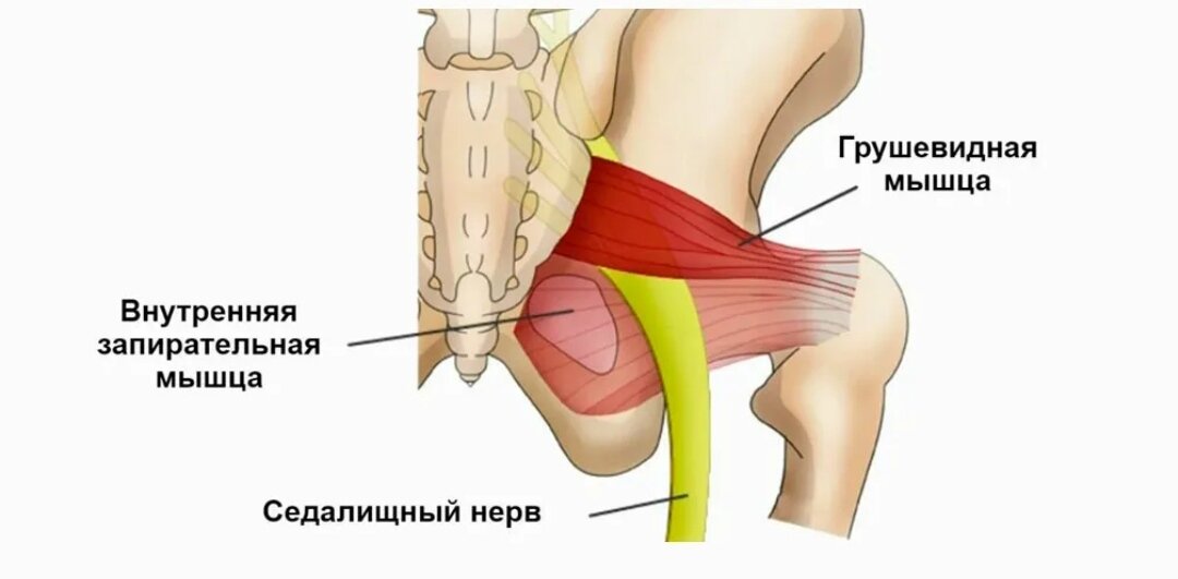 Грушевидная мышца