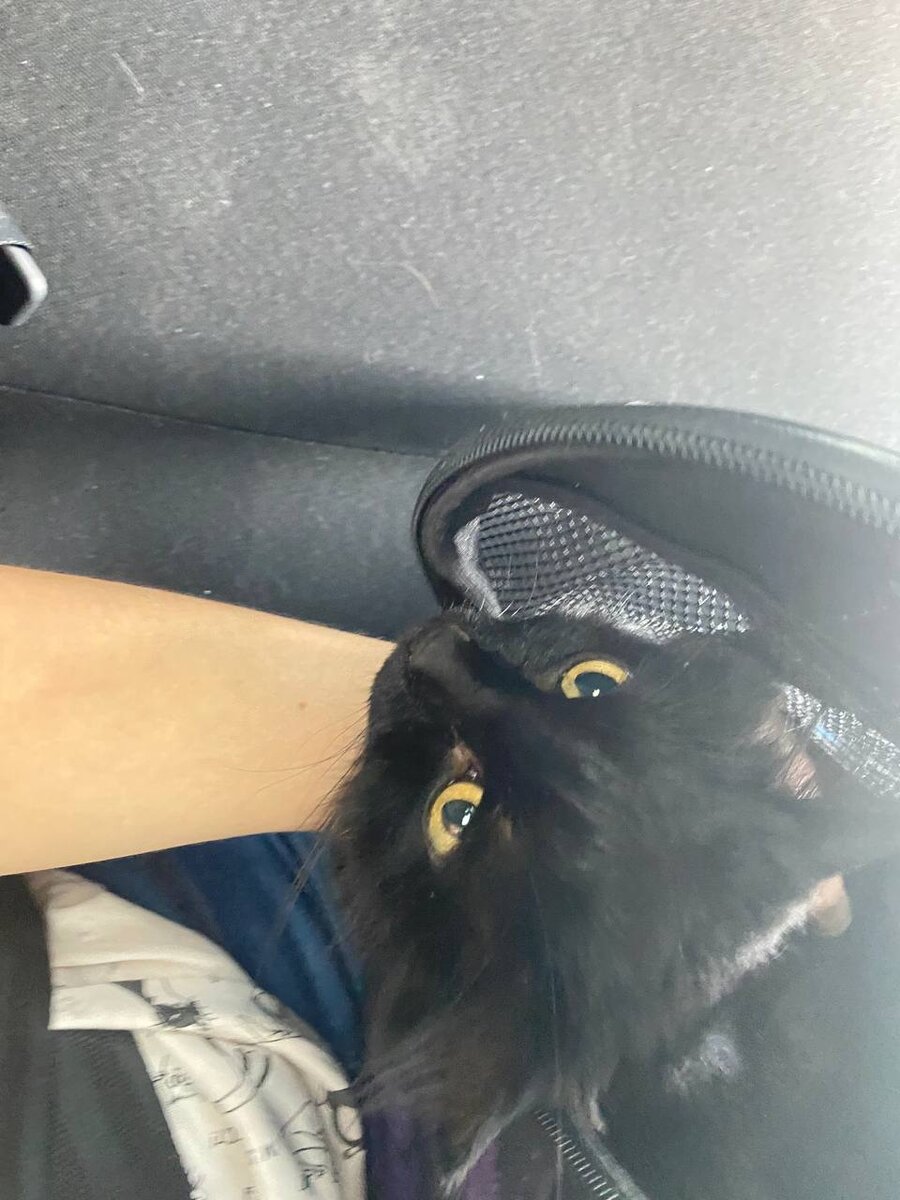 Сегодня Туся была на тяжёлой процедуре по переливанию крови. Нужно срочно закрыть долг.