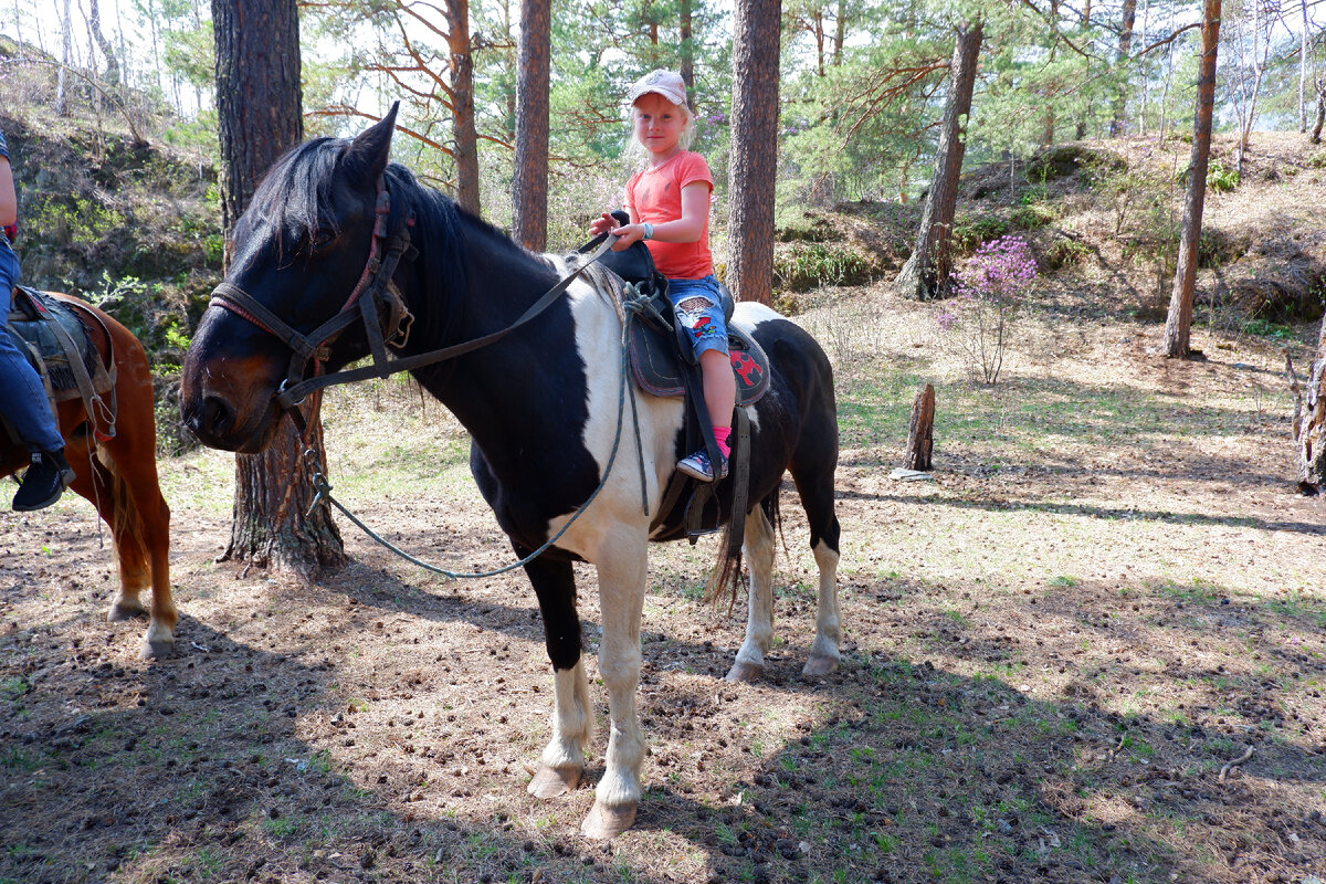 Мустанг идальго. Конь на дыбах с всадником. Лихой жокей. Лихой жокей из аула 6. Всадник на лошади без седла.