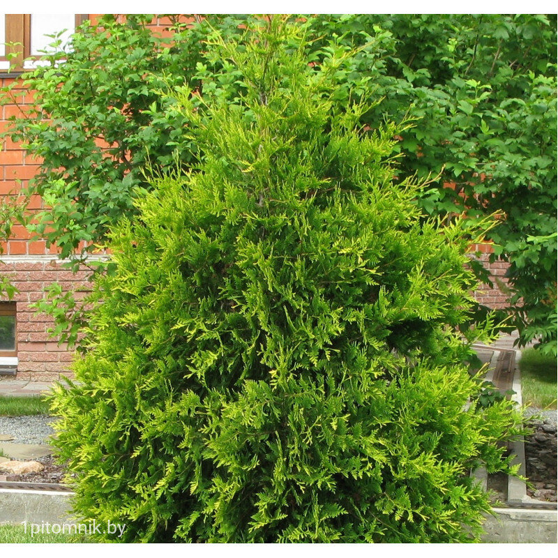 Западная Ауреоспиката. Источник фото - 1pitomnik.by