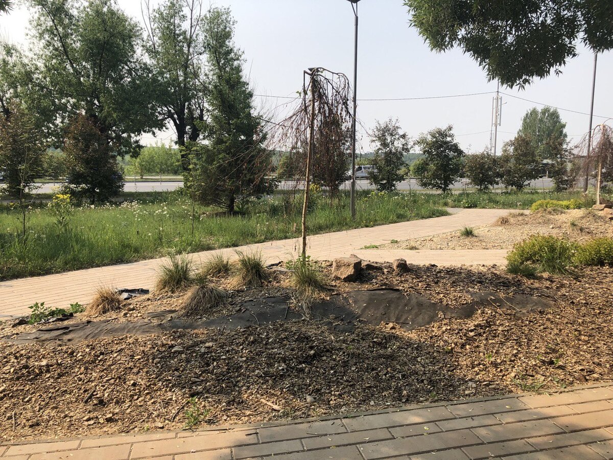 Эти декоративные березки в сквере вдоль Университетской набережной цеплялись за жизнь три года, но все же погибли. Фото: Царьград. 