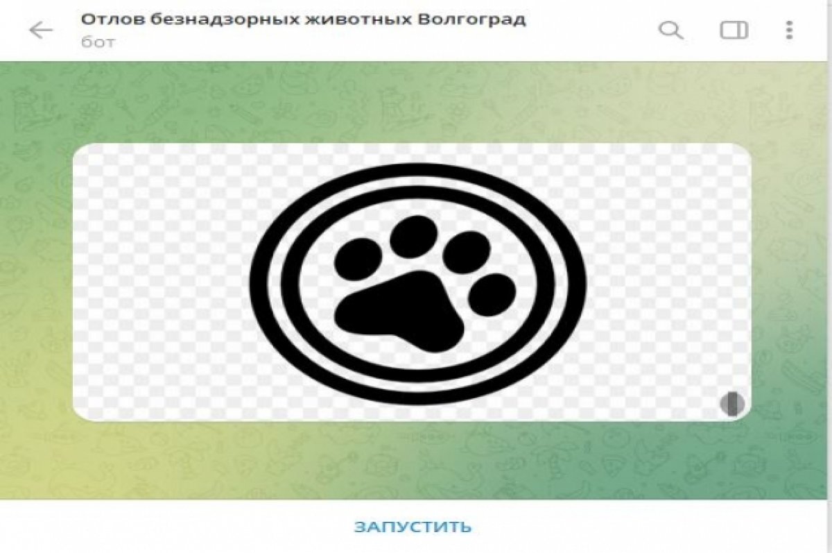    Волгоградцы могут подать заявку на отлов бездомных собак в режиме онлайн