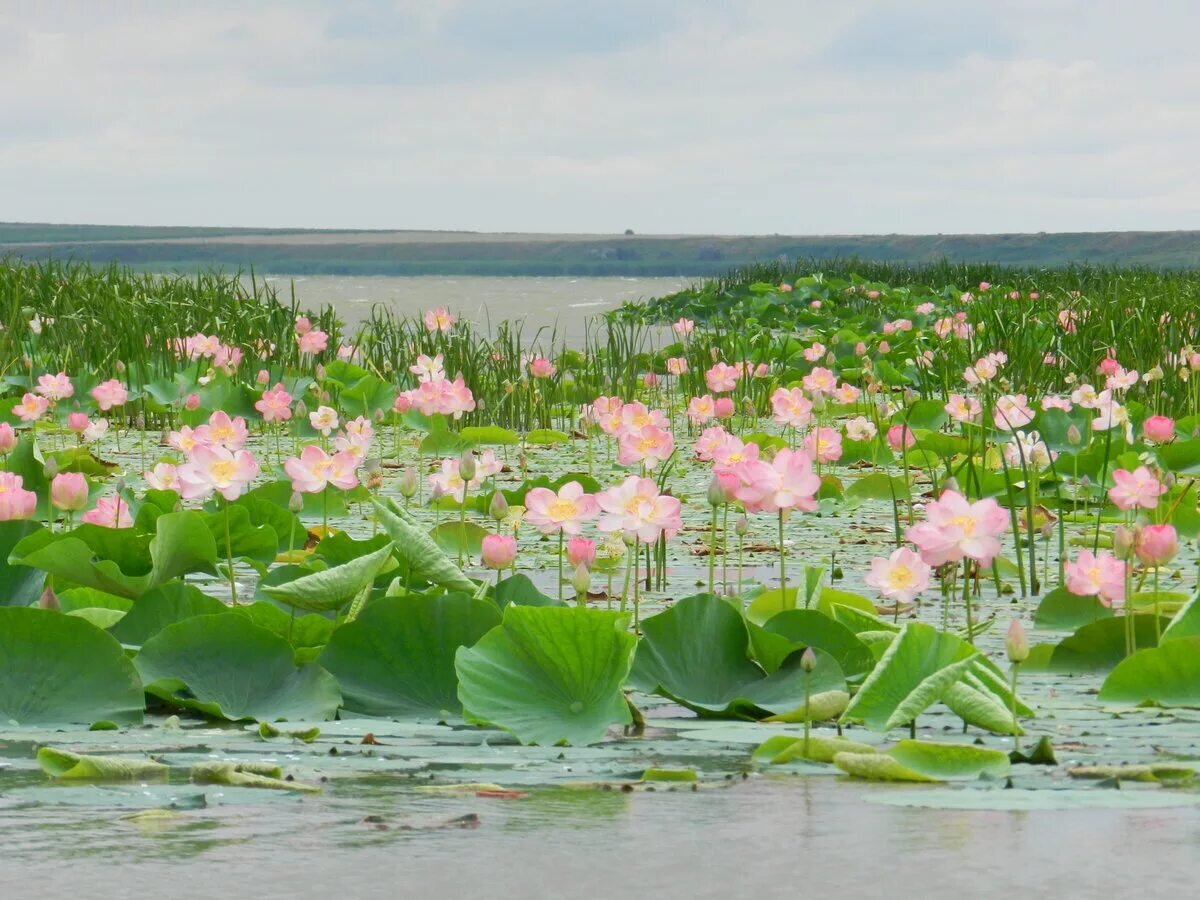 Геленджик долина лотосов фото