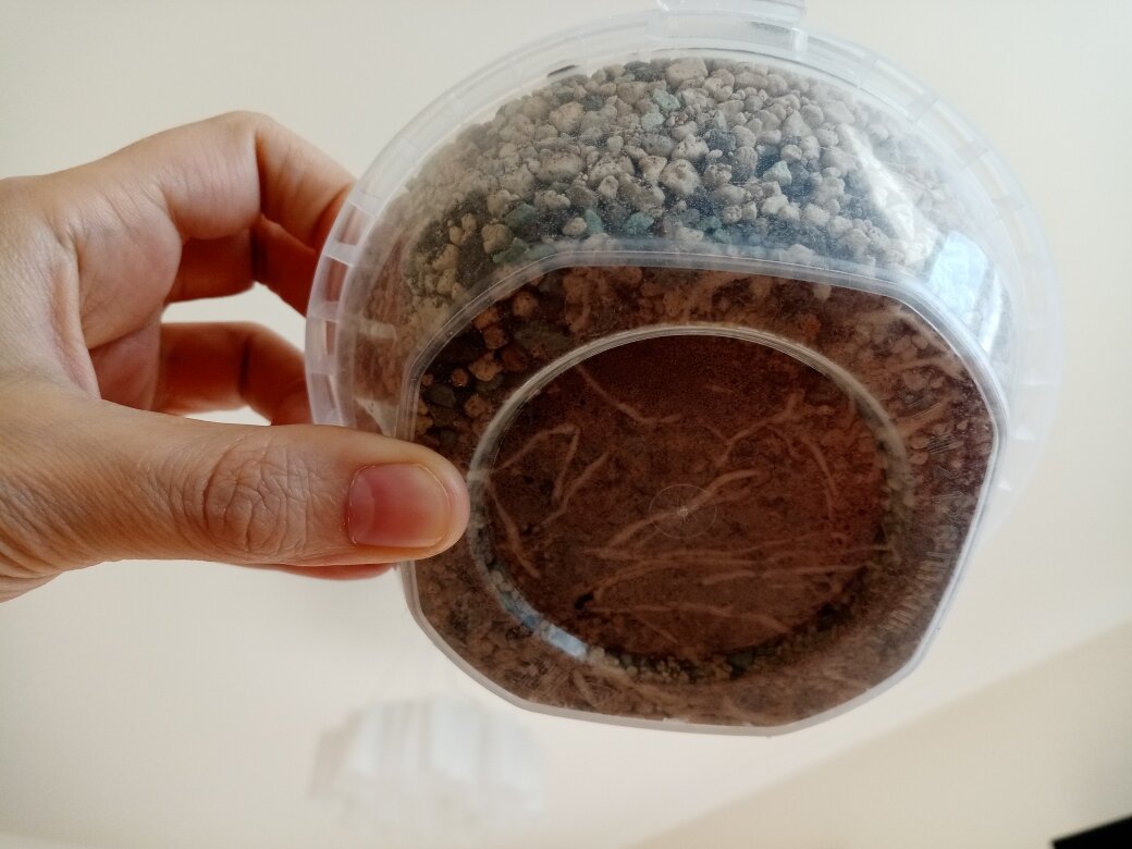 Корни наросли хорошие, мощные, белые. Фото автора