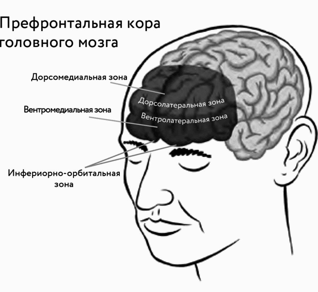 Вот - Он активно сотрудничает с миндалиной, Особенно Вентролатеральная зона - Прям рядом.    