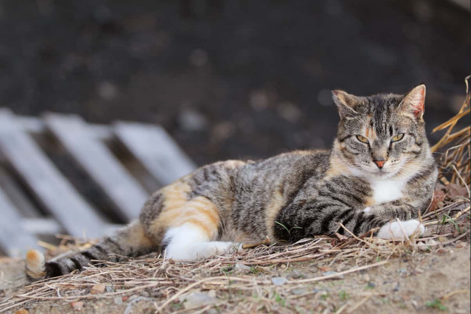 Бродячие кошки - невидимые герои городских джунглей