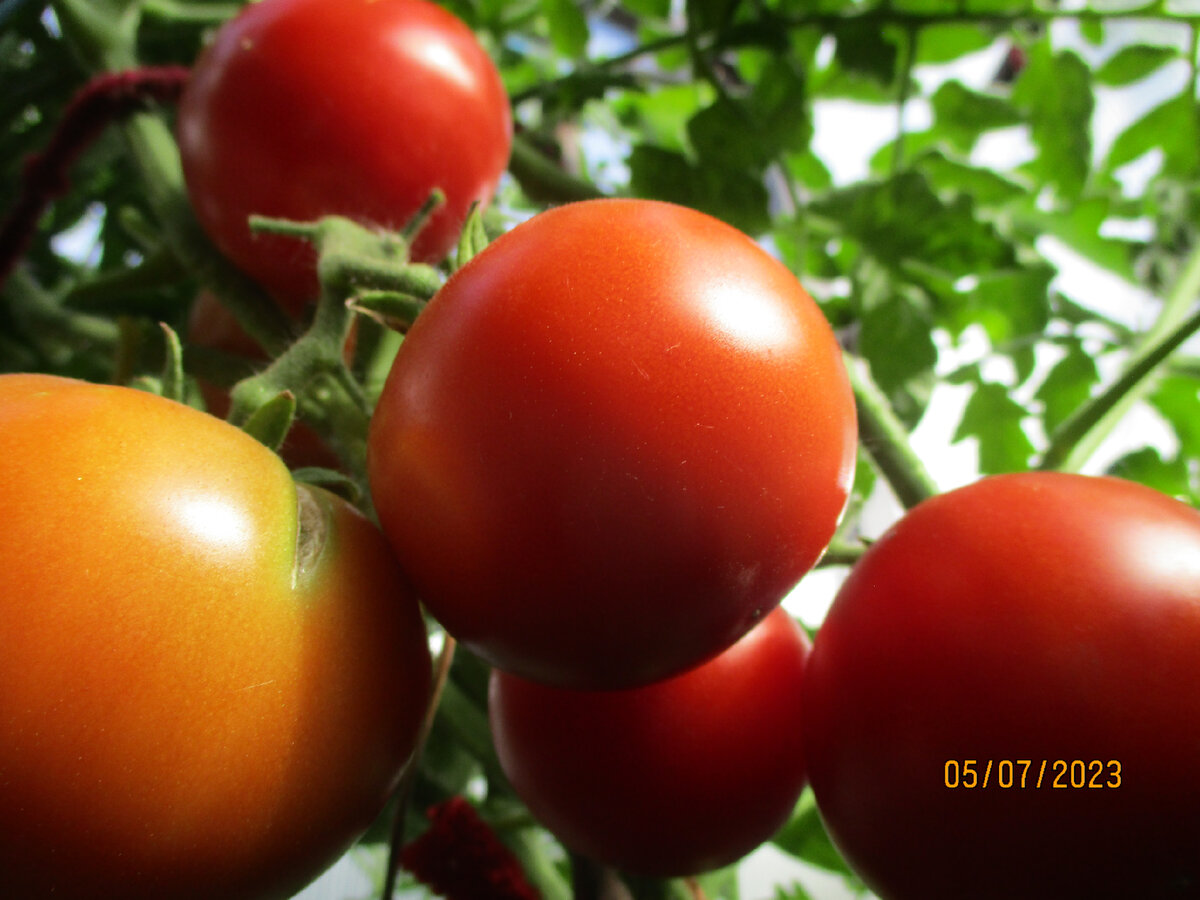 бычье сердце сырое не помидоры. помидоры помидоры. сады россии каталог челябинск 2023 помидоры. 4. томат мишка косолапый малиновый.