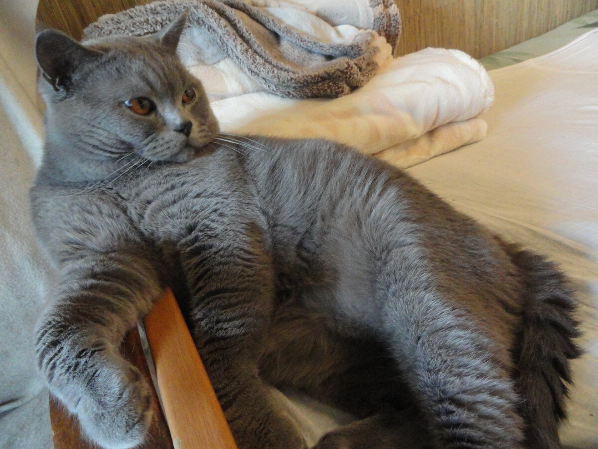 Мой кот Тори.                                                                                                    Личный архив.