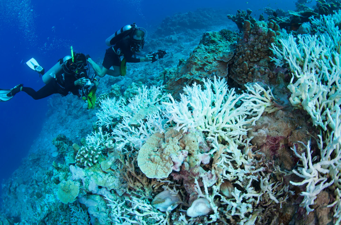 Вывоз кораллов. Вывозить кораллы. Вывоз кораллов. Вывоз кораллов из тайланда. Кусочек коралла.