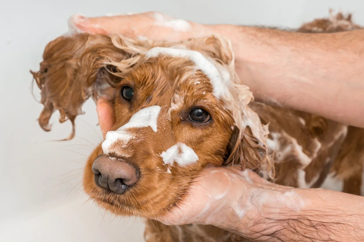 Можно мыть собаку человеческим шампунем. Английский кокер спаниель мыть. Мытье собаки. Спаниель моется. Мыло для собак.