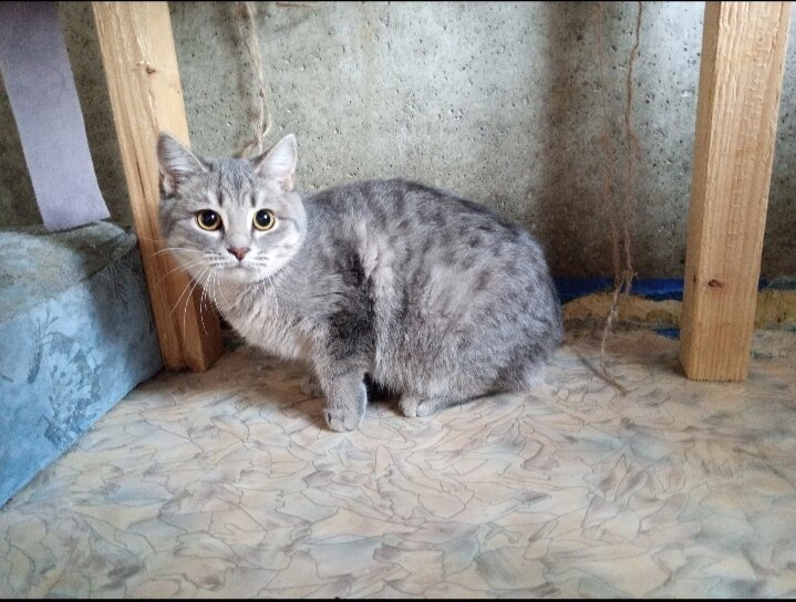 Нам с Маркизой очень важна подписка. Понравился рассказ, подпишись пожалуйста. Вам не сложно, а нам полезно.