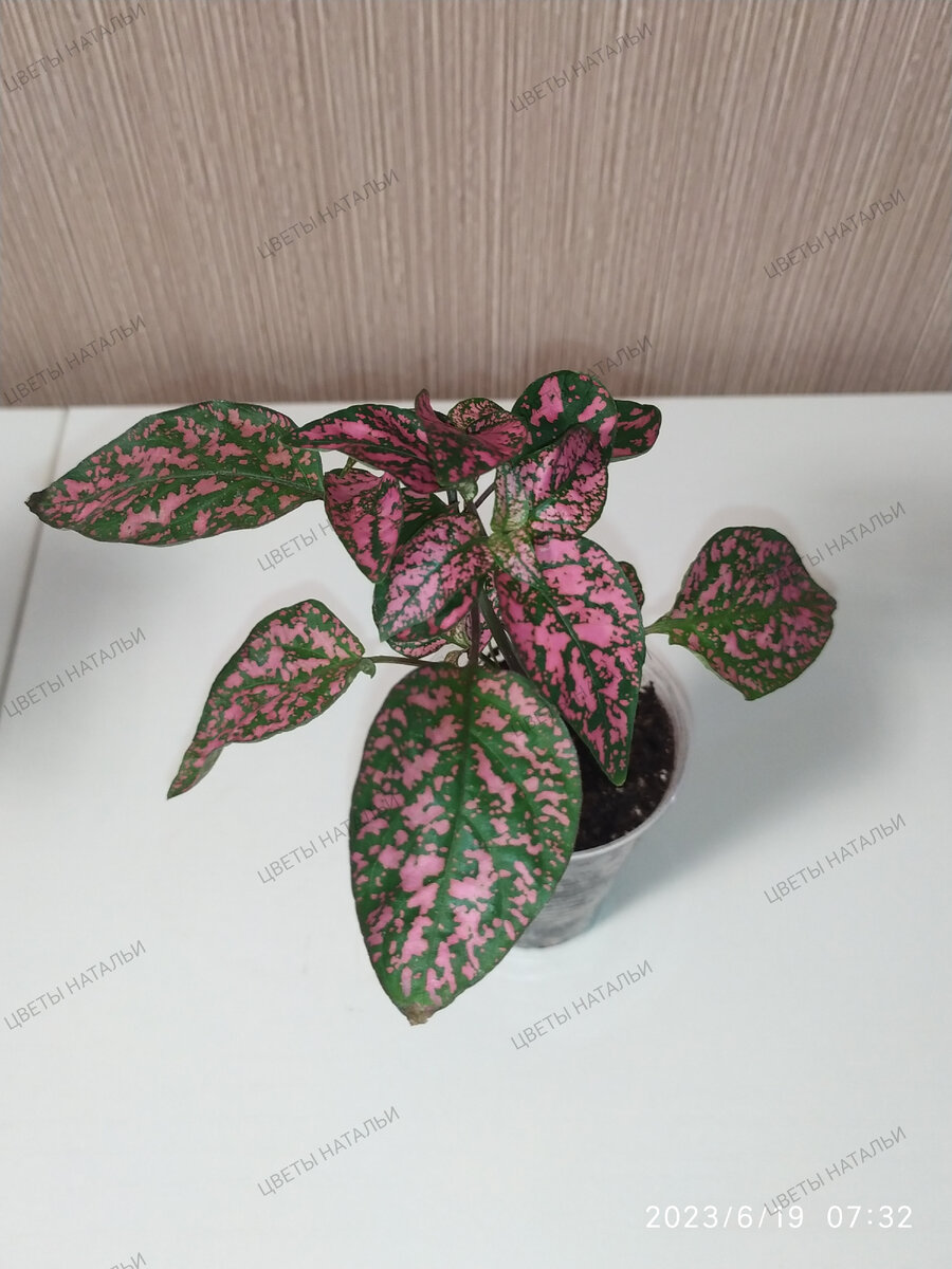 Hypoestes (Гипоэстес)