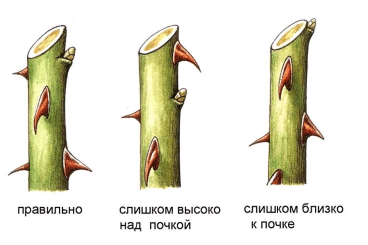 Как подрезать розы весной. Правильная обрезка роз весной схема. Обрезка роз осенью на зиму. Как обрезать розы осенью на зиму. Как правильно обрезать розы осенью.