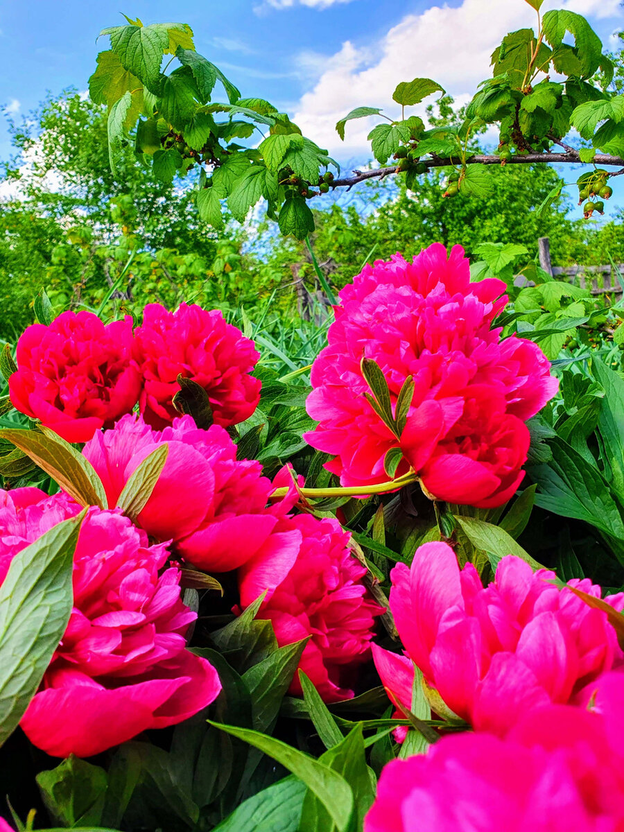 А розовые пионы — наиболее распространенные и популярные. Их аромат пленителен и чувствен. Цветы символизируют взаимную симпатию, заботу и женственность.