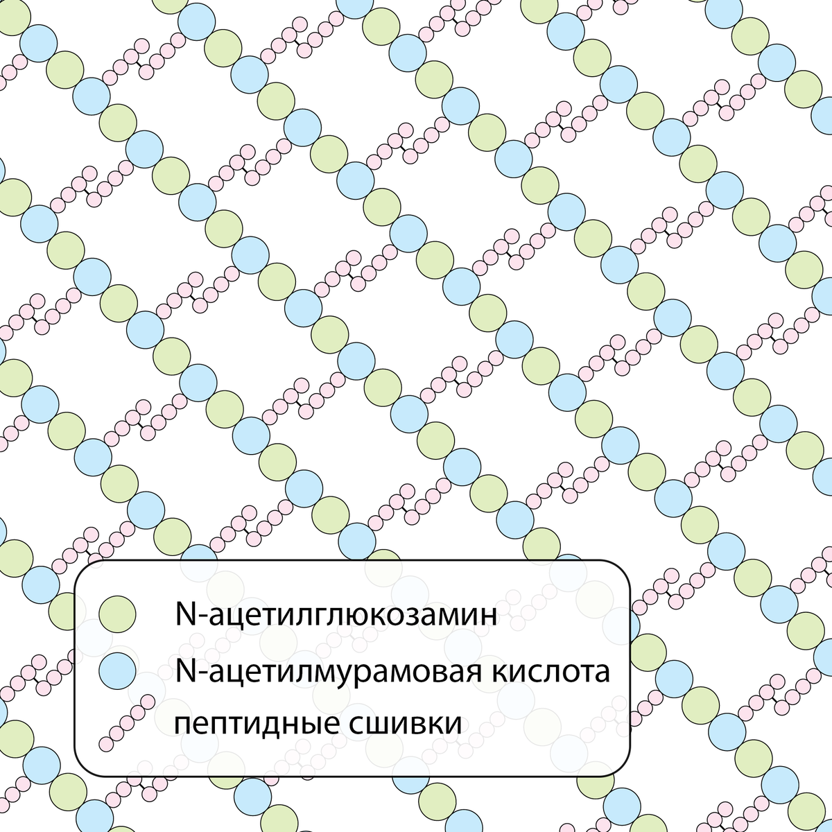 Схема строения муреина (взята из Википедии, авторство: Kaidor. File:Peptidoglycan-simple.png, CC BY-SA 4.0, https://commons.wikimedia.org/w/index.php?curid=74092001) 