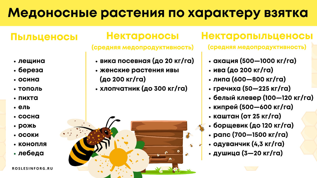 Соседские пчелы. Сообщество пчел. ООО коленки пчелы. Пчеловоды расставляют рамки суши.