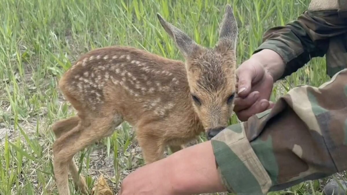    Фото: кадр из видео Рашид Ахмежанов