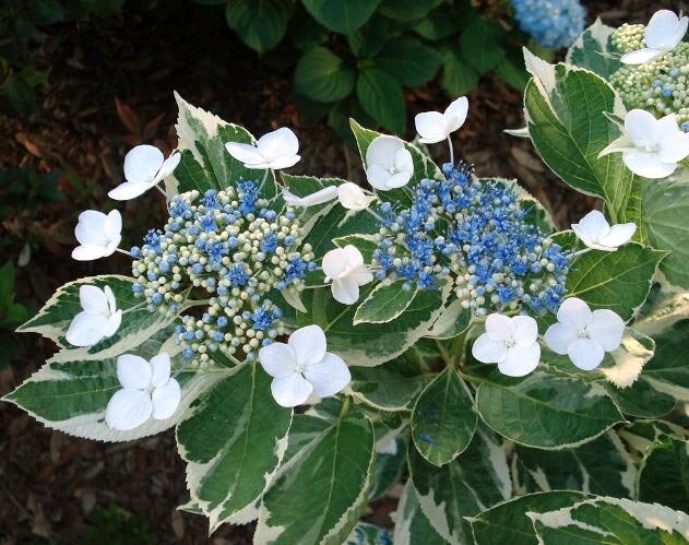 Гортензия пестролистная Триколор