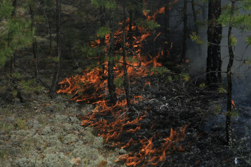 Заходишь в лесхоз и сразу чувствуешь попал. Лесные пожары. Огромный Лесной пожар. Лесной пожар фото. Возгорание леса.