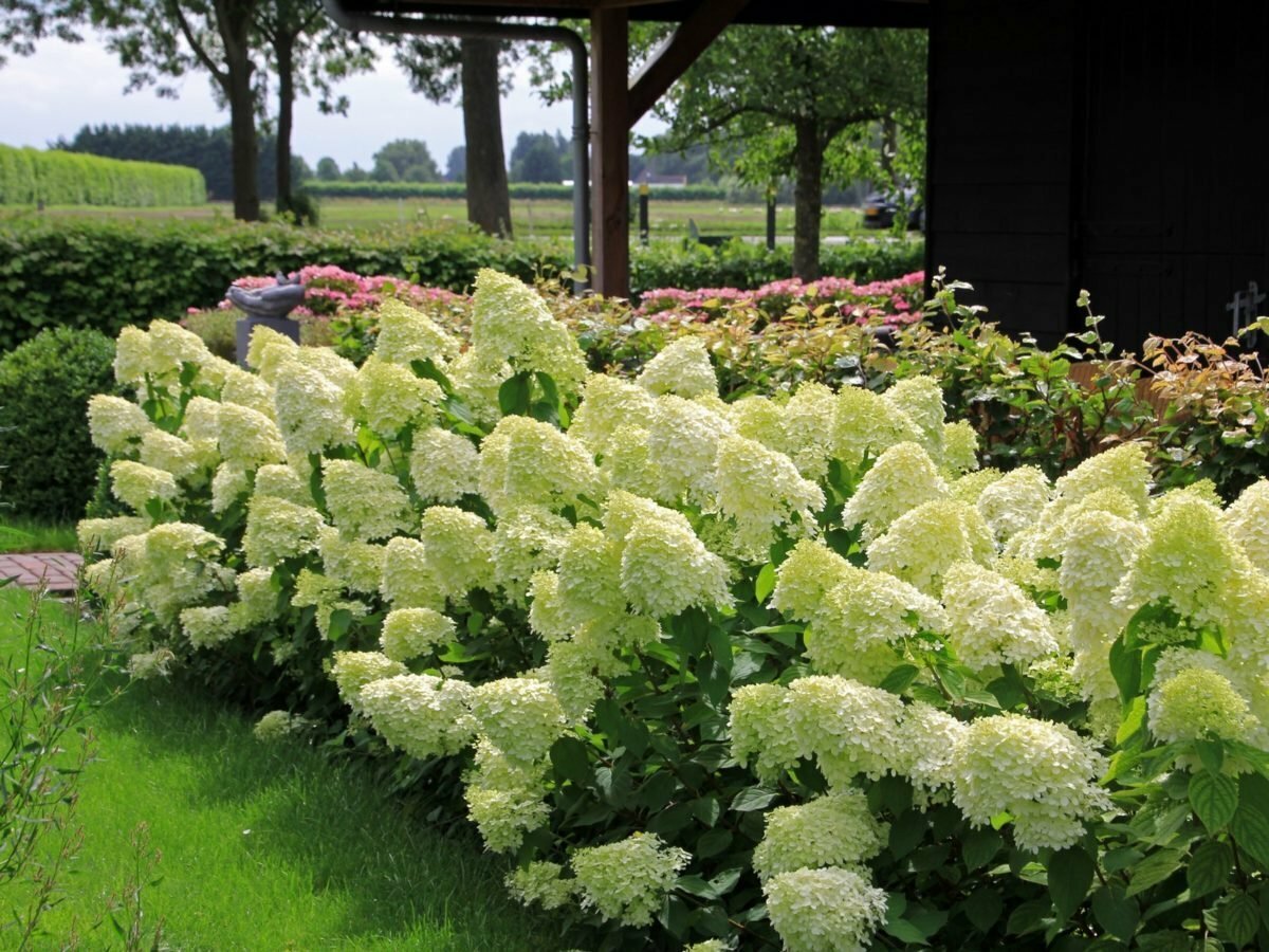 Гортензия метельчатая Лаймлайт (Hydrangea paniculata Limelight)