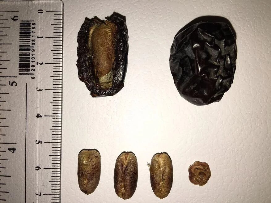 Диетические финики Ajwa Автор: Ahmed1251985 Источник: en.wikipedia.org