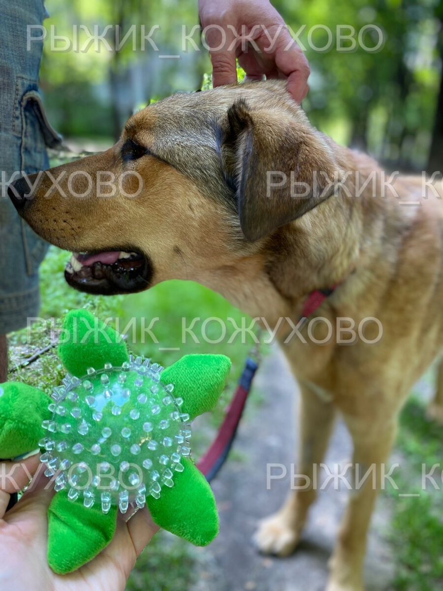 Рыжик и милая черепашка-подружка!))) Чтобы малыш не грустил и не чувствовал себя одиноко.