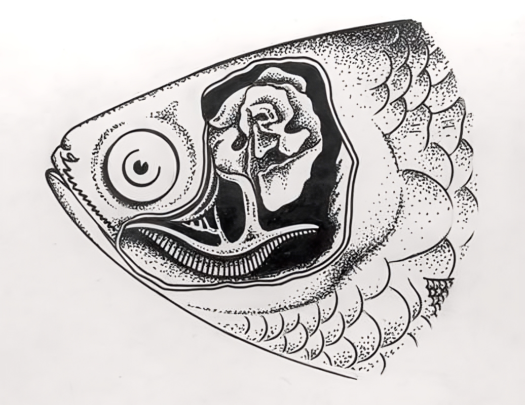 Вот эта полосатая фиговина внизу головы — привычные для всех рыб жаберные дуги, а розочка вместо мозгов — тот самый лабиринт.