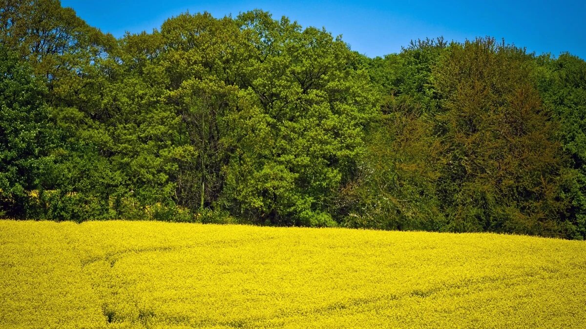 Фото: pxhere.com