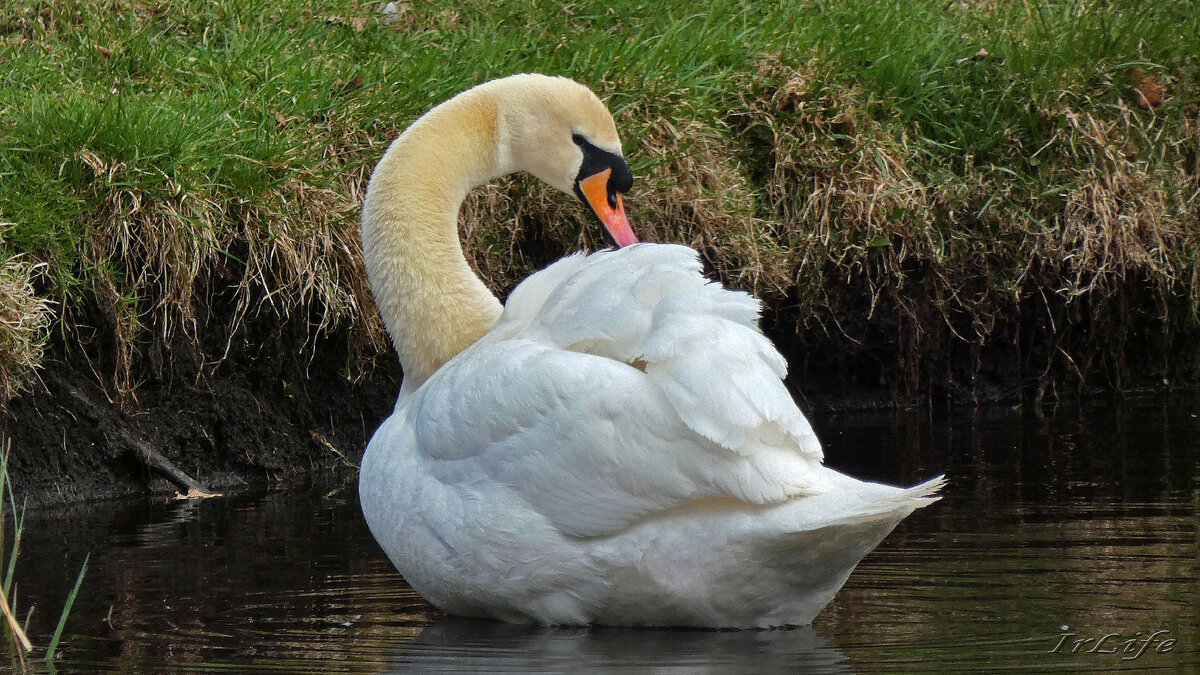 Айседора. 29.04.2023 г.