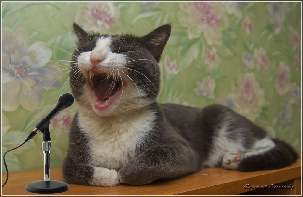 Слышал пение. Кот поет. Кот с микрофоном. Кошка с микрофоном. Поющие животные.
