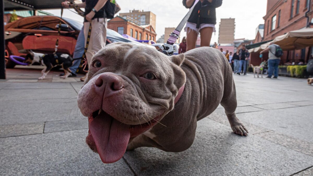    Женщина с собакой© Globallookpress Komsomolskaya Pravda