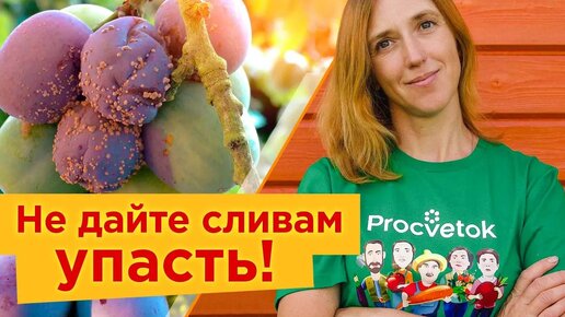 Чтобы сливы не осыпались и были без червяков, опрыскайте их сейчас! Обязательные работы со сливой