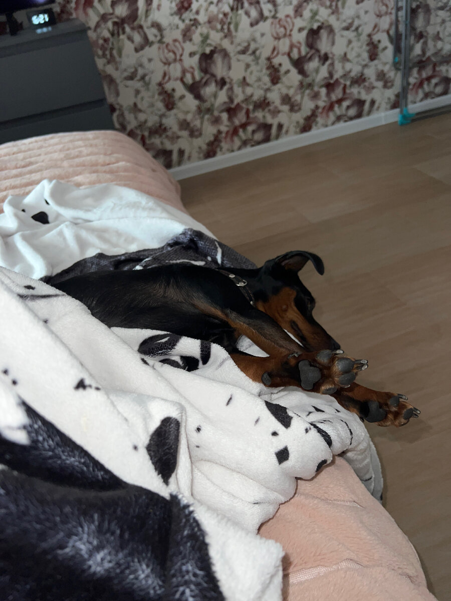 Фото моего сладкого псына, вдруг не знаете как должна выглядеть любовь. Вот так и никак иначе.