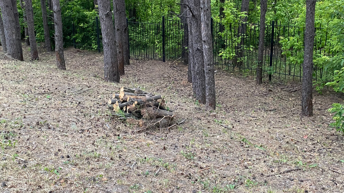 Дров в дар. Фото автора.